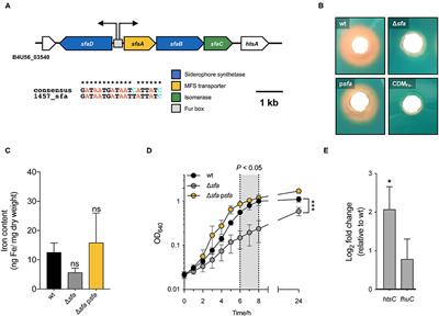 Siderophore-Mediated Iron Acquisition Plays a Critical Role in Biofilm Formation and Survival of Staphylococcus epidermidis Within the Host